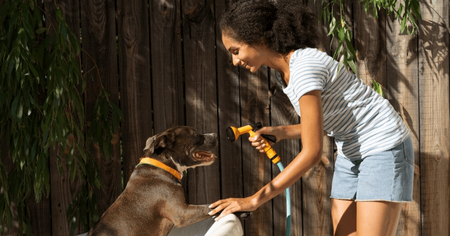Atividades Recreativas para Pets em Resorts Pet-Friendly