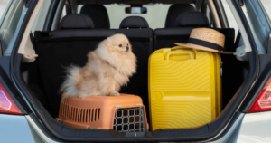 Pet-Sitters e Cuidadores de Animais Durante Viagens