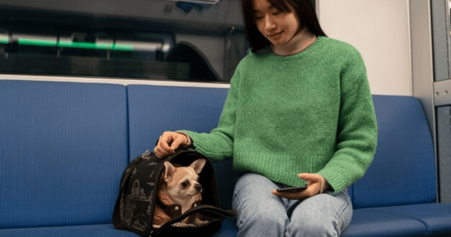 Viajar com Pets por Meios de Transporte Públicos