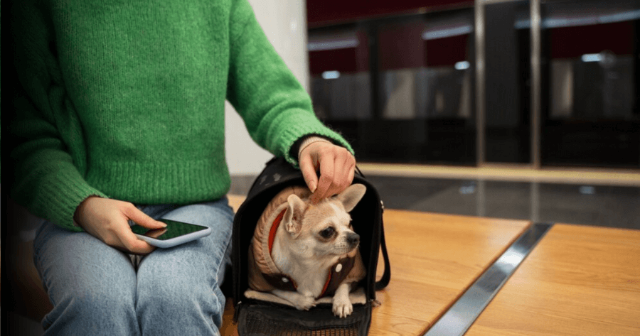 Viajar com Pets em Voos Internacionais