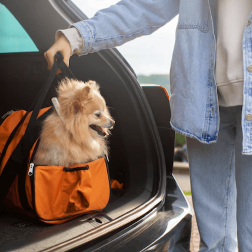 Como Escolher a Melhor Transportadora para Seu Pet