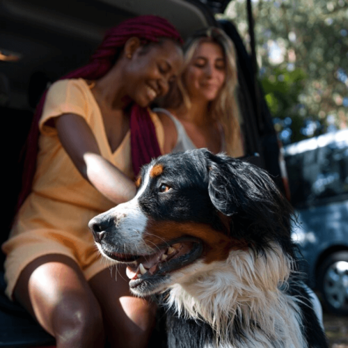 Destinos Pet-Friendly para Famílias (1)