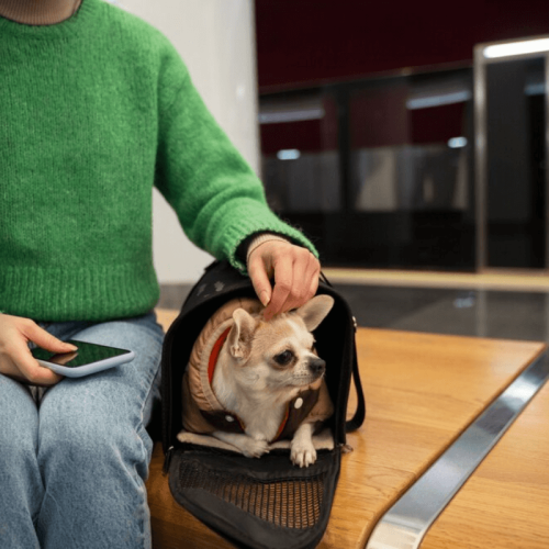 Viajar com Pets em Voos Internacionais (1)