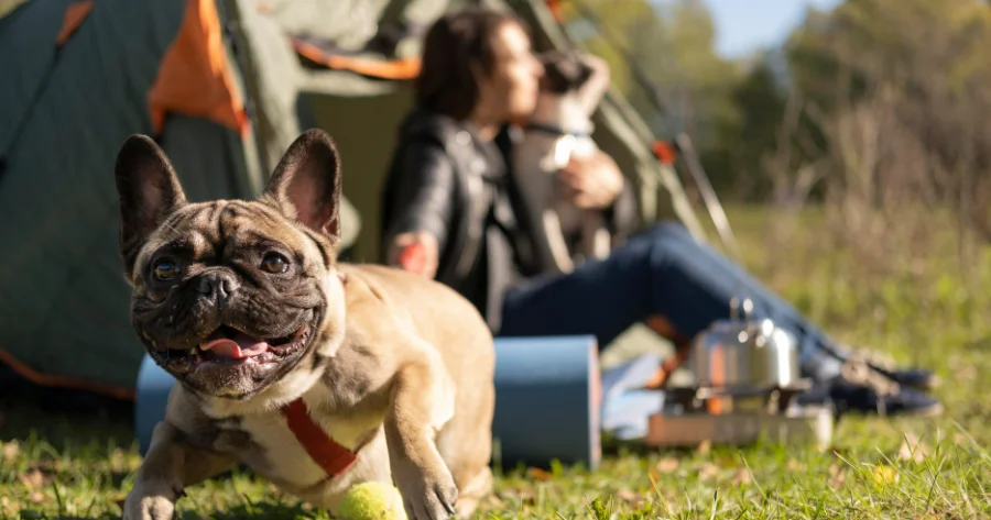 Campings e Parques de RV para Tutores de Pets
