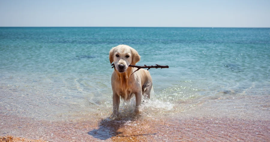 Destinos Exóticos para Viajar com Seu Pet