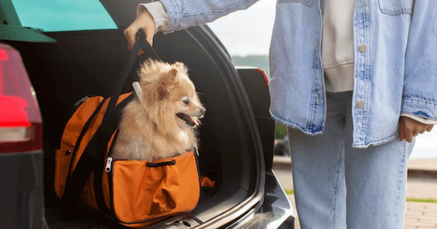 Como Escolher a Melhor Transportadora para Seu Pet