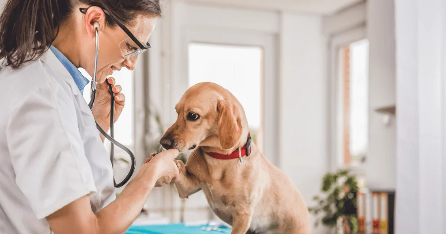 Vacinação e Cuidados de Saúde Pré-viagem