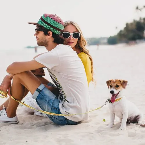 Como Preparar Seu Pet para uma Viagem