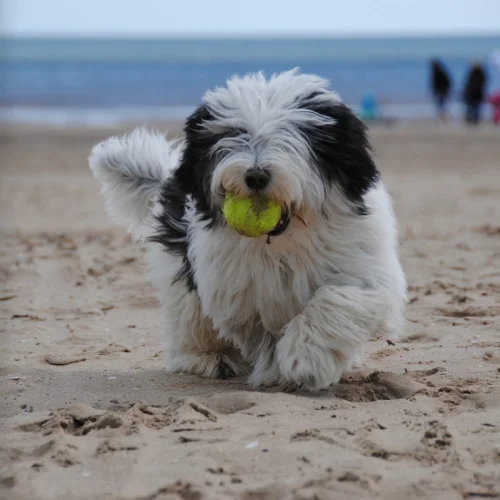 Praias Pet-Friendly no Brasil