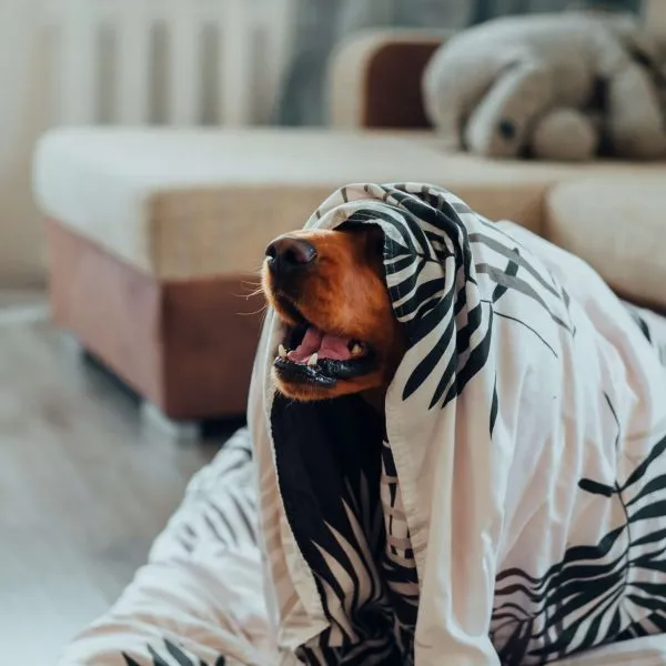 Turistando pet cachorro com cobertor na cabeça